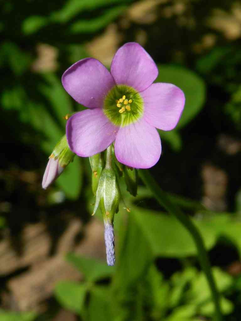 Oxalis latifolia / Acetosella a coda di pesce